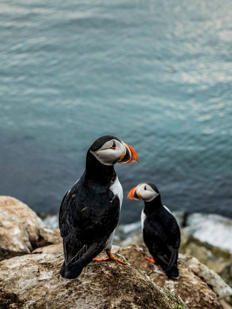 Atlantic puffin