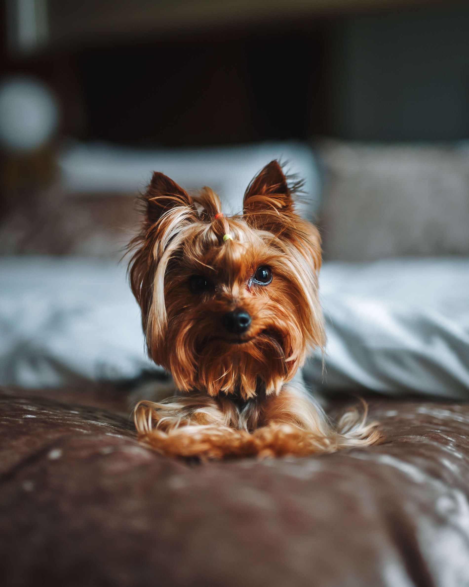 A dog on a bed at Christiania Teater
